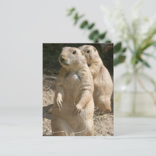 Prairie Dog Foto Postcard Postkarte (Stehend Vorderseite)