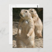 Prairie Dog Foto Postcard Postkarte (Vorne/Hinten)