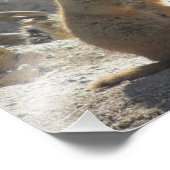 Prairie Dog Foto Print (Ecke)