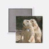 Prairie Dog Foto Square Magnet (Vorderseite/Rückseite)