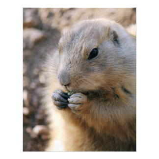 Prairie Dog Fotodruck