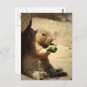 Prairie Dog Hangout Postcard Postkarte (Vorne/Hinten)