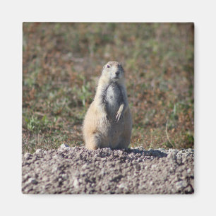 Prairie Dog im Badlands National Park, Interior SD Magnet
