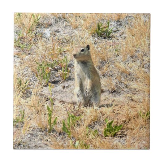 Prairie Dog in Yosemite, CA Fliese (Vorderseite)