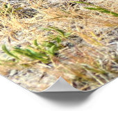 Prairie Dog in Yosemite, CA Poster (Ecke)