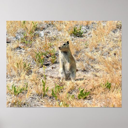 Prairie Dog in Yosemite, CA Poster (Vorne)