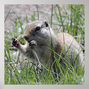 Prairie Dog Mittagspause Poster