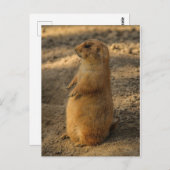 Prairie Dog Postcard Postkarte (Vorne/Hinten)