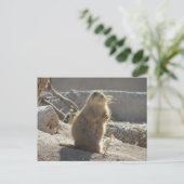 Prairie Dog Postcard Postkarte (Stehend Vorderseite)
