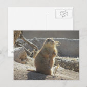 Prairie Dog Postcard Postkarte (Vorne/Hinten)