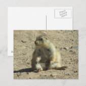Prairie Dog Postcard Postkarte (Vorne/Hinten)