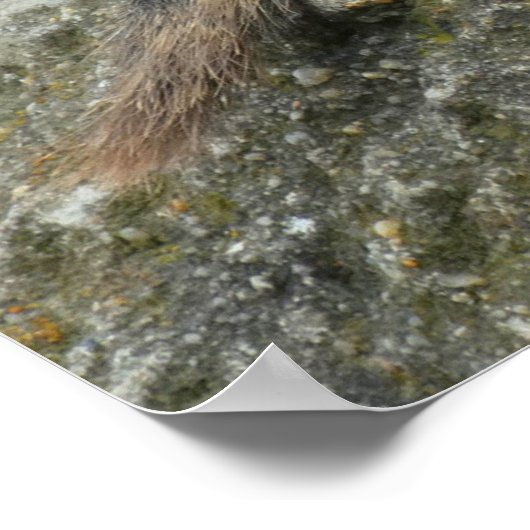 Prairie Dog Poster (Ecke)