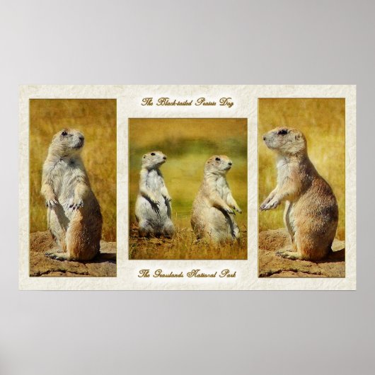 Prairie-Dog-Poster Poster (Vorne)