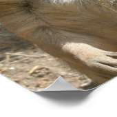 Prairie Dog Poster Print (Ecke)