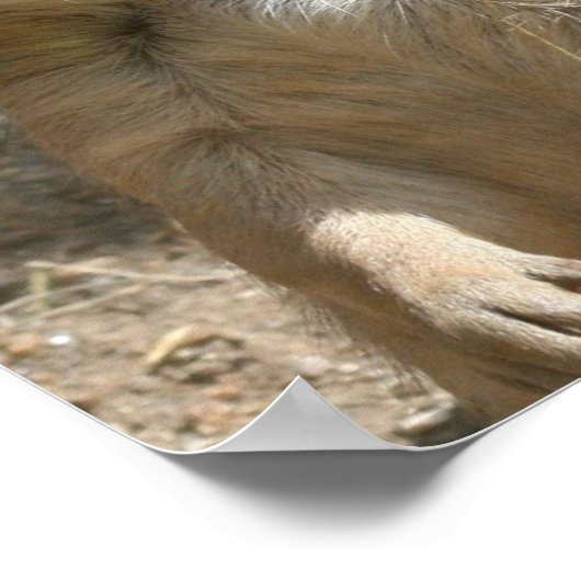 Prairie Dog Poster Print (Ecke)