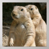 Prairie Dog Poster Print (Vorne)