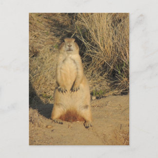 Prairie Dog Postkarte