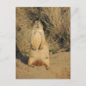 Prairie Dog Postkarte (Vorderseite)