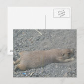 Prairie Dog Postkarte (Vorne/Hinten)
