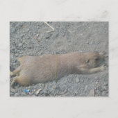Prairie Dog Postkarte (Vorderseite)
