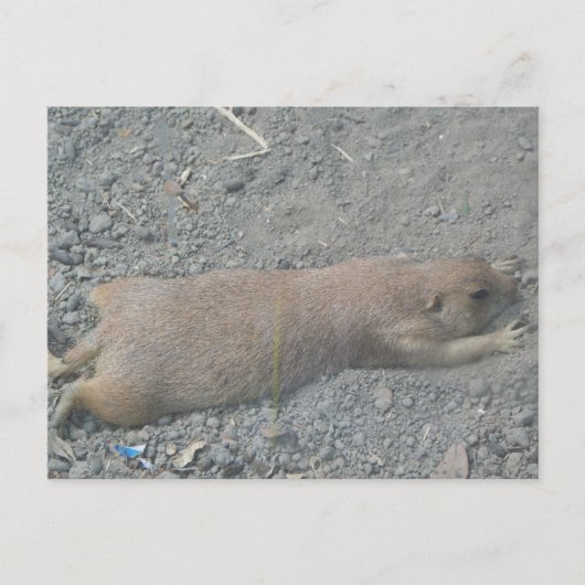 Prairie Dog Postkarte (Vorderseite)