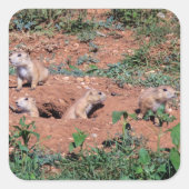Prairie Dog Pups Quadratischer Aufkleber (Vorderseite)