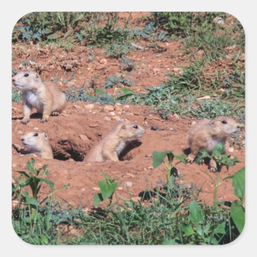 Prairie Dog Pups Quadratischer Aufkleber (Vorderseite)