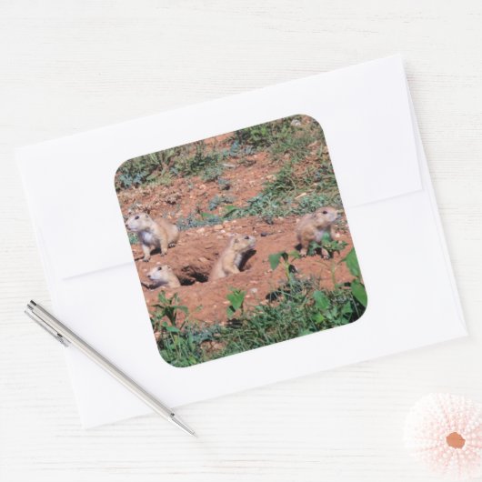 Prairie Dog Pups Quadratischer Aufkleber (Umschlag)