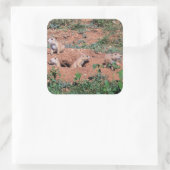 Prairie Dog Pups Quadratischer Aufkleber (Tasche)