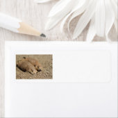 Prairie Dog Rückadresslabel (Insitu)