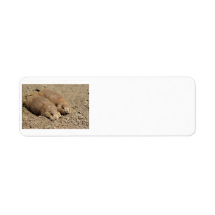 Prairie Dog Rückadresslabel