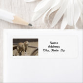 Prairie Dog Rücksendeadresse (Insitu)