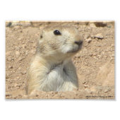 Prairie Dog San Angelo Staat Park/Garten: Fotodruck (Vorne)