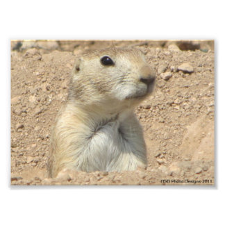 Prairie Dog San Angelo Staat Park/Garten: Fotodruck