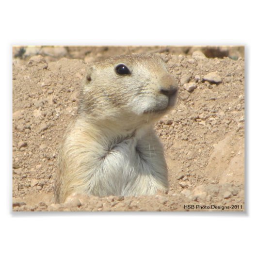Prairie Dog San Angelo Staat Park/Garten: Fotodruck (Vorne)