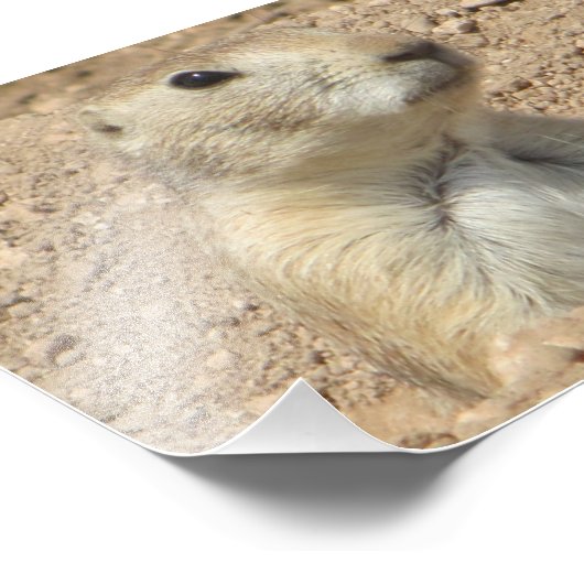 Prairie Dog San Angelo Staat Park/Garten: Fotodruck (Ecke)