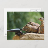 Prairie Dog Soldiers Postcard Postkarte (Vorne/Hinten)