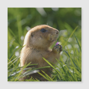 Prairie Dog und das Lila Blut Magnetkarte