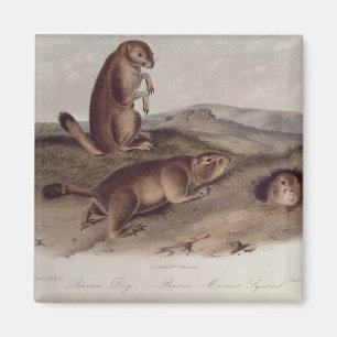 Prairie Dog von "Quadrupeds of North America" Magnet