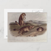 Prairie Dog von "Quadrupeds of North America" Postkarte (Vorne/Hinten)