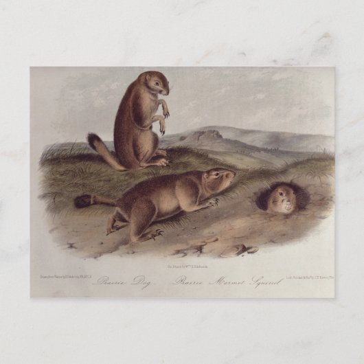 Prairie Dog von "Quadrupeds of North America" Postkarte (Vorderseite)