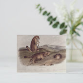 Prairie Dog von "Quadrupeds of North America" Postkarte (Stehend Vorderseite)
