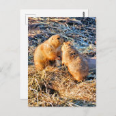 PRAIRIE DOGS POSTKARTE (Vorne/Hinten)