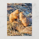 PRAIRIE DOGS POSTKARTE (Vorderseite)