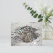Prairie Dogs Postkarte (Stehend Vorderseite)