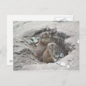 Prairie Dogs Postkarte (Vorne/Hinten)