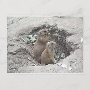 Prairie Dogs Postkarte