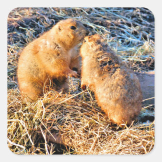 PRAIRIE DOGS QUADRATISCHER AUFKLEBER