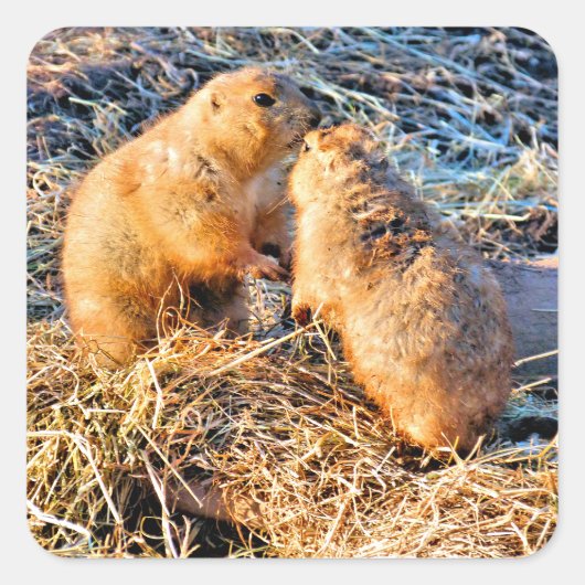 PRAIRIE DOGS QUADRATISCHER AUFKLEBER (Vorderseite)