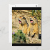 Prairie Dogs singen Postkarte (Vorne/Hinten)